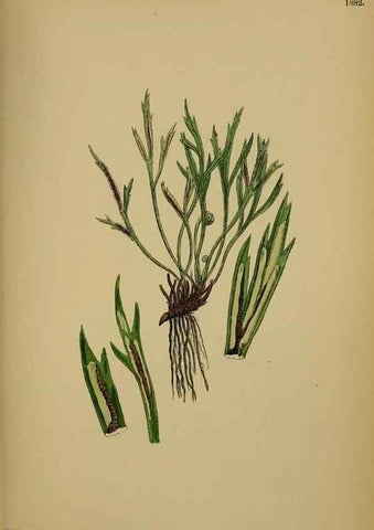 Reproducción/Reproduction 48750013233: English botany, or, Coloured figures of British plants /. London :R. Hardwicke,1863-1886.. 