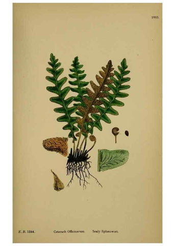 Reproducción/Reproduction 48750529452: English botany, or, Coloured figures of British plants /. London :R. Hardwicke,1863-1886.. 