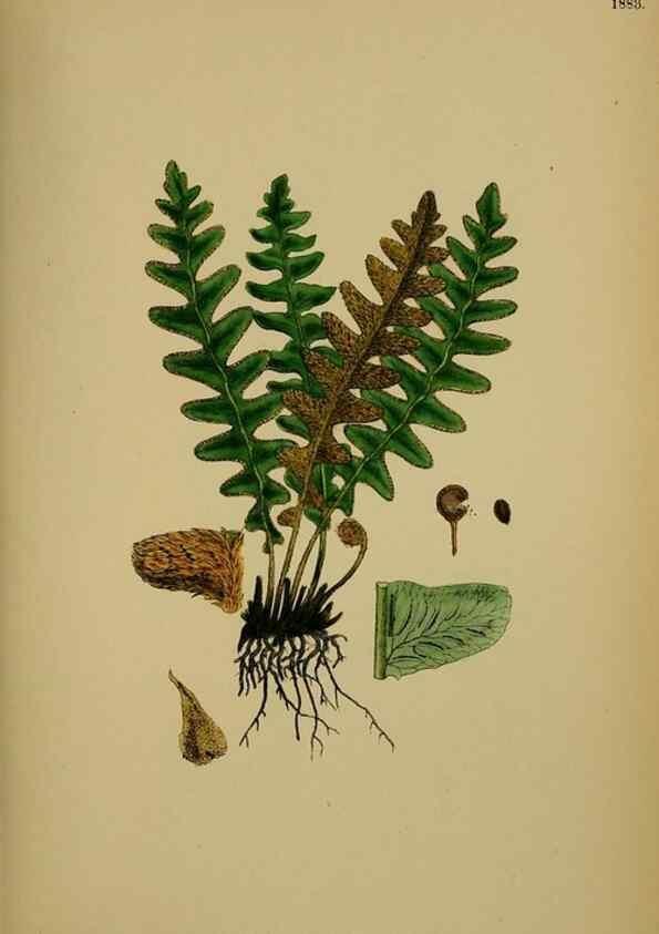 Reproducción/Reproduction 48750529452: English botany, or, Coloured figures of British plants /. London :R. Hardwicke,1863-1886.. 