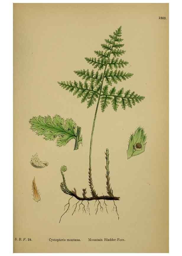Reproducción/Reproduction 48750504282: English botany, or, Coloured figures of British plants /. London :R. Hardwicke,1863-1886.. 