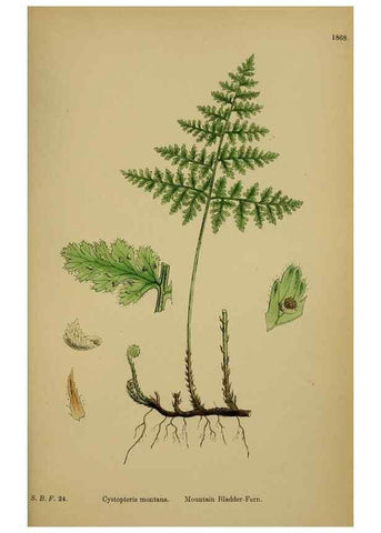 Reproducción/Reproduction 48750504282: English botany, or, Coloured figures of British plants /. London :R. Hardwicke,1863-1886.. 