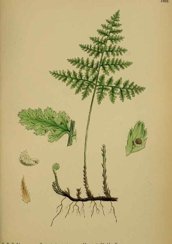 Reproducción/Reproduction 48750504282: English botany, or, Coloured figures of British plants /. London :R. Hardwicke,1863-1886.. 