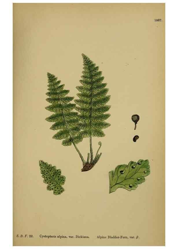 Reproducción/Reproduction 48750503977: English botany, or, Coloured figures of British plants /. London :R. Hardwicke,1863-1886.. 