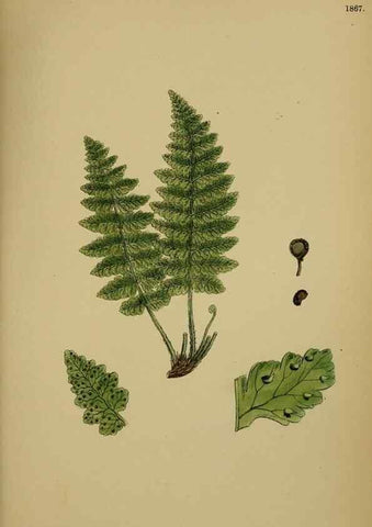Reproducción/Reproduction 48750503977: English botany, or, Coloured figures of British plants /. London :R. Hardwicke,1863-1886.. 