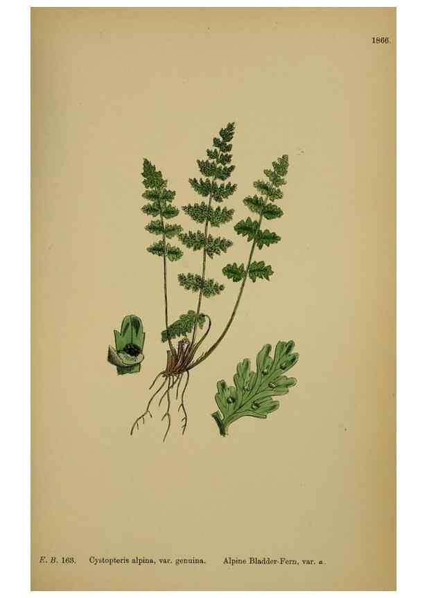 Reproducción/Reproduction 48749988123: English botany, or, Coloured figures of British plants /. London :R. Hardwicke,1863-1886.. 