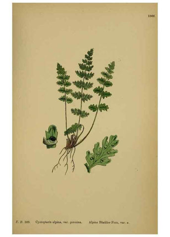 Reproducción/Reproduction 48749988123: English botany, or, Coloured figures of British plants /. London :R. Hardwicke,1863-1886.. 