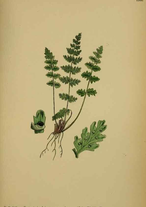 Reproducción/Reproduction 48749988123: English botany, or, Coloured figures of British plants /. London :R. Hardwicke,1863-1886.. 