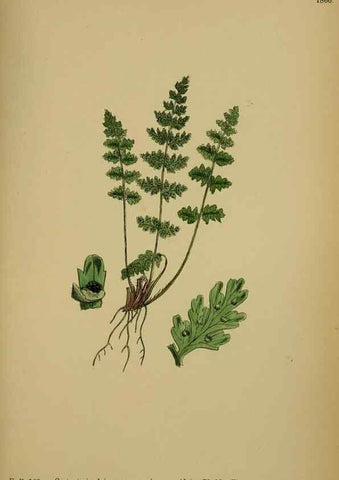 Reproducción/Reproduction 48749988123: English botany, or, Coloured figures of British plants /. London :R. Hardwicke,1863-1886.. 
