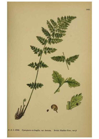 Reproducción/Reproduction 48750503412: English botany, or, Coloured figures of British plants /. London :R. Hardwicke,1863-1886.. 