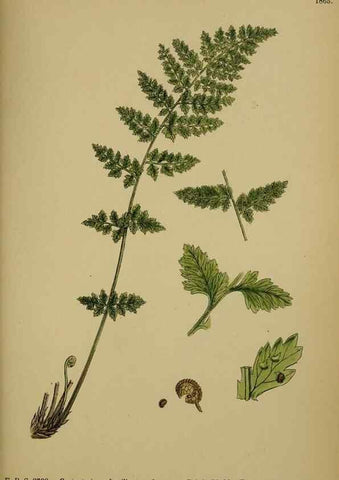 Reproducción/Reproduction 48750503412: English botany, or, Coloured figures of British plants /. London :R. Hardwicke,1863-1886.. 