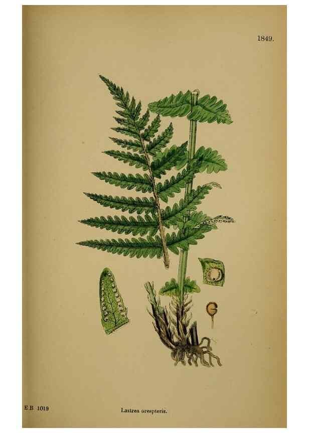 Reproducción/Reproduction 48749982918: English botany, or, Coloured figures of British plants /. London :R. Hardwicke,1863-1886.. 