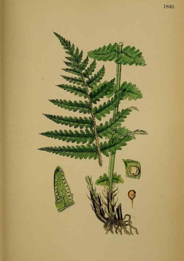 Reproducción/Reproduction 48749982918: English botany, or, Coloured figures of British plants /. London :R. Hardwicke,1863-1886.. 