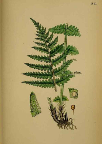 Reproducción/Reproduction 48749982918: English botany, or, Coloured figures of British plants /. London :R. Hardwicke,1863-1886.. 