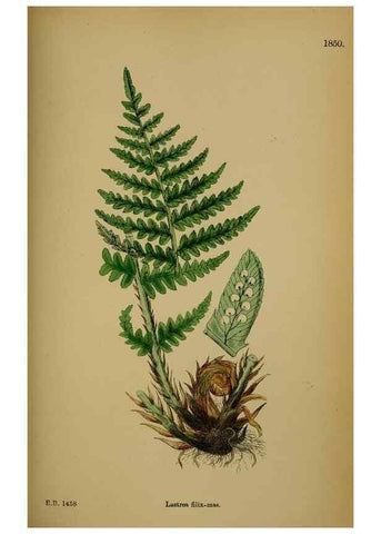 Reproducción/Reproduction 48750498752: English botany, or, Coloured figures of British plants /. London :R. Hardwicke,1863-1886.. 