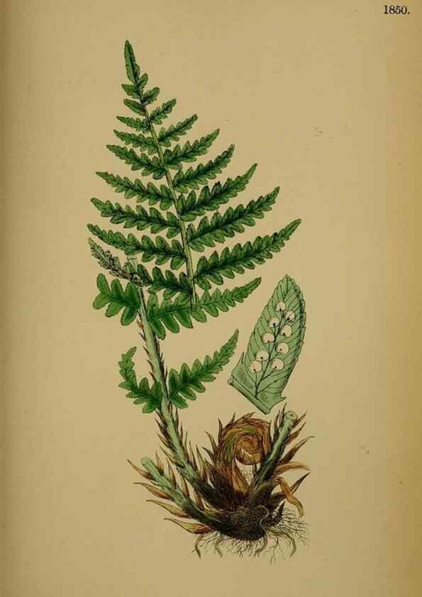 Reproducción/Reproduction 48750498752: English botany, or, Coloured figures of British plants /. London :R. Hardwicke,1863-1886.. 