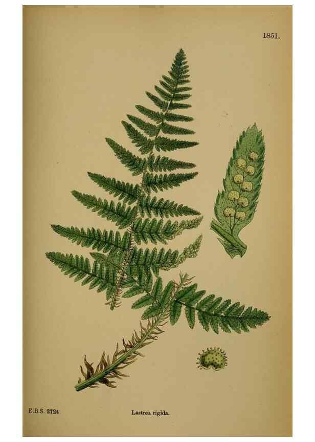 Reproducción/Reproduction 48749983668: English botany, or, Coloured figures of British plants /. London :R. Hardwicke,1863-1886.. 