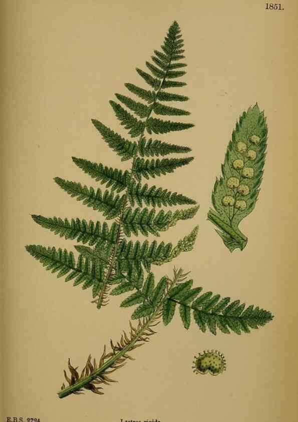 Reproducción/Reproduction 48749983668: English botany, or, Coloured figures of British plants /. London :R. Hardwicke,1863-1886.. 