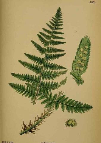 Reproducción/Reproduction 48749983668: English botany, or, Coloured figures of British plants /. London :R. Hardwicke,1863-1886.. 