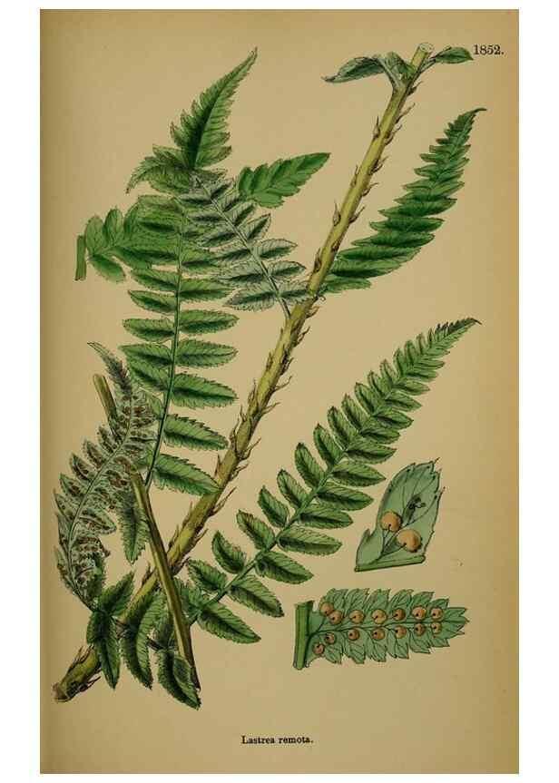 Reproducción/Reproduction 48750499482: English botany, or, Coloured figures of British plants /. London :R. Hardwicke,1863-1886.. 