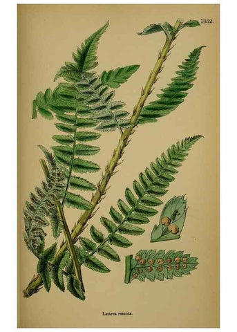 Reproducción/Reproduction 48750499482: English botany, or, Coloured figures of British plants /. London :R. Hardwicke,1863-1886.. 