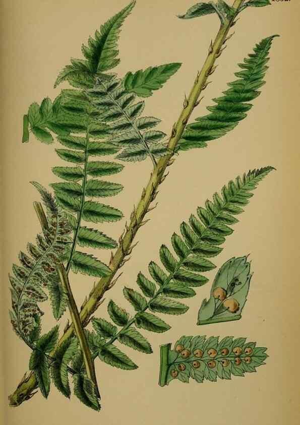 Reproducción/Reproduction 48750499482: English botany, or, Coloured figures of British plants /. London :R. Hardwicke,1863-1886.. 