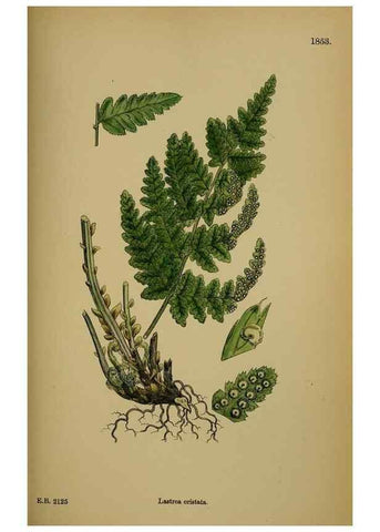 Reproducción/Reproduction 48750310656: English botany, or, Coloured figures of British plants /. London :R. Hardwicke,1863-1886.. 