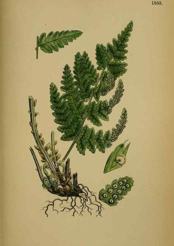 Reproducción/Reproduction 48750310656: English botany, or, Coloured figures of British plants /. London :R. Hardwicke,1863-1886.. 