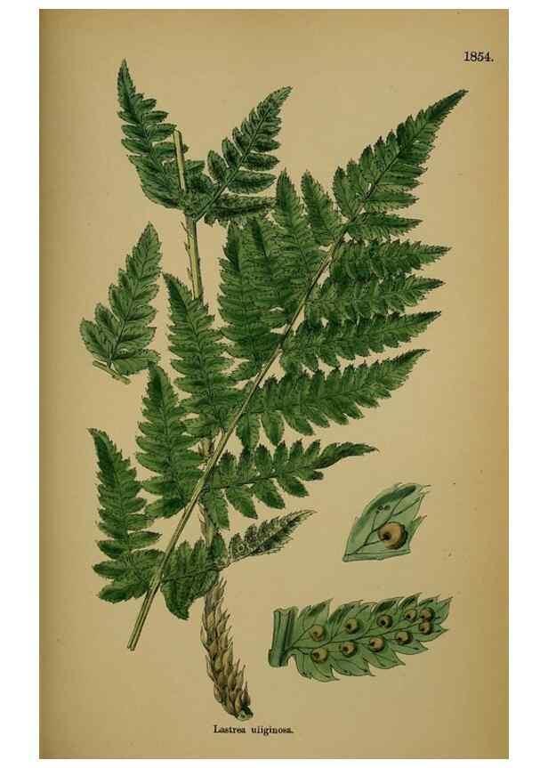 Reproducción/Reproduction 48750310996: English botany, or, Coloured figures of British plants /. London :R. Hardwicke,1863-1886.. 