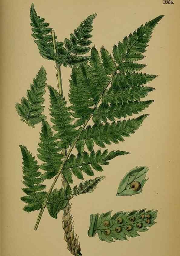 Reproducción/Reproduction 48750310996: English botany, or, Coloured figures of British plants /. London :R. Hardwicke,1863-1886.. 