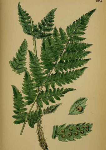 Reproducción/Reproduction 48750310996: English botany, or, Coloured figures of British plants /. London :R. Hardwicke,1863-1886.. 