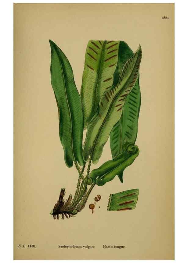 Reproducción/Reproduction 48750529762: English botany, or, Coloured figures of British plants /. London :R. Hardwicke,1863-1886.. 