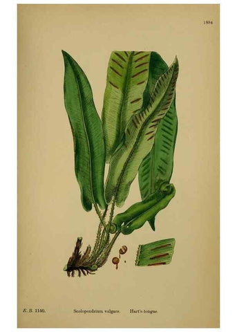Reproducción/Reproduction 48750529762: English botany, or, Coloured figures of British plants /. London :R. Hardwicke,1863-1886.. 