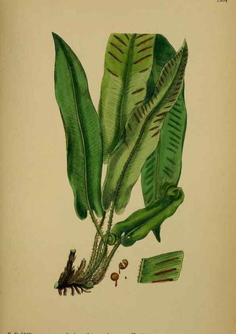 Reproducción/Reproduction 48750529762: English botany, or, Coloured figures of British plants /. London :R. Hardwicke,1863-1886.. 