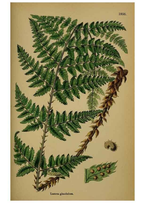 Reproducción/Reproduction 48750500727: English botany, or, Coloured figures of British plants /. London :R. Hardwicke,1863-1886.. 