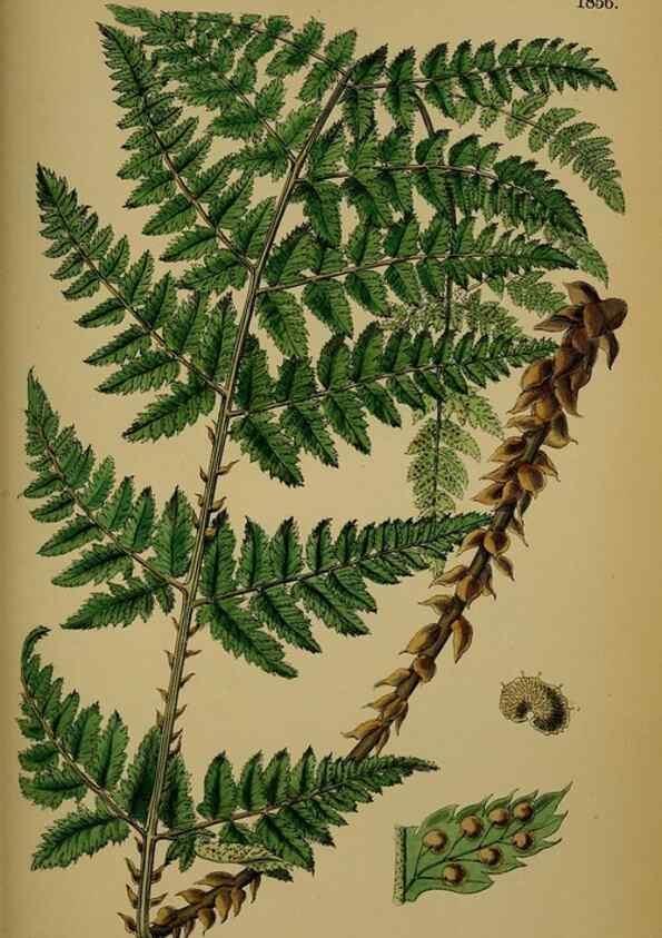 Reproducción/Reproduction 48750500727: English botany, or, Coloured figures of British plants /. London :R. Hardwicke,1863-1886.. 