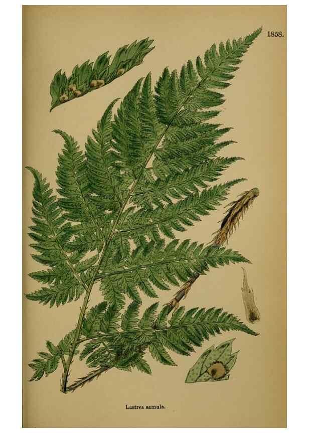 Reproducción/Reproduction 48749985703: English botany, or, Coloured figures of British plants /. London :R. Hardwicke,1863-1886.. 