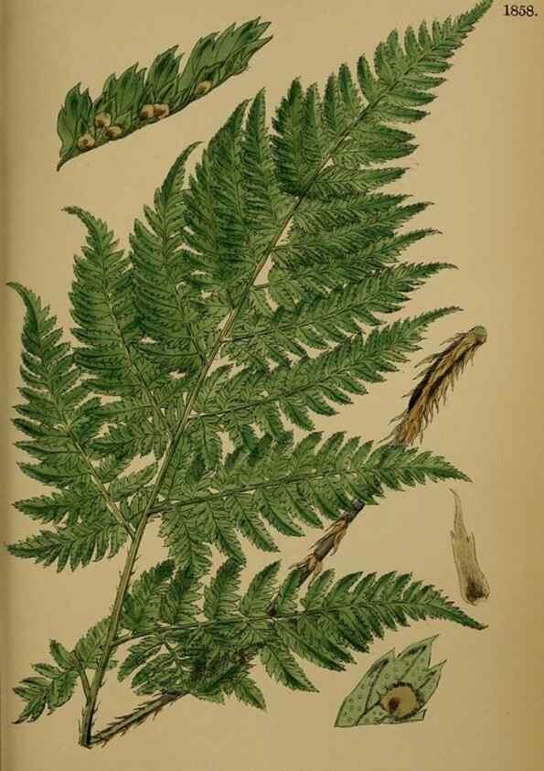 Reproducción/Reproduction 48749985703: English botany, or, Coloured figures of British plants /. London :R. Hardwicke,1863-1886.. 