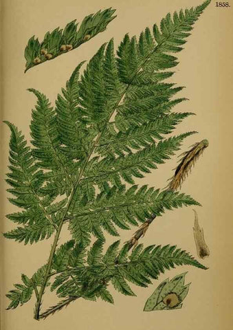 Reproducción/Reproduction 48749985703: English botany, or, Coloured figures of British plants /. London :R. Hardwicke,1863-1886.. 