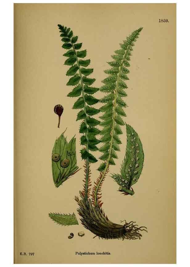 Reproducción/Reproduction 48749986023: English botany, or, Coloured figures of British plants /. London :R. Hardwicke,1863-1886.. 