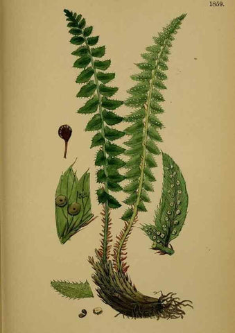 Reproducción/Reproduction 48749986023: English botany, or, Coloured figures of British plants /. London :R. Hardwicke,1863-1886.. 