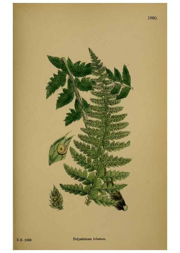 Reproducción/Reproduction 48750501997: English botany, or, Coloured figures of British plants /. London :R. Hardwicke,1863-1886.. 