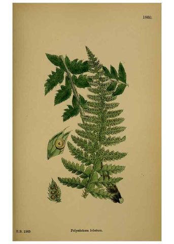 Reproducción/Reproduction 48750501997: English botany, or, Coloured figures of British plants /. London :R. Hardwicke,1863-1886.. 