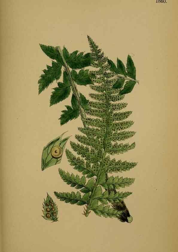 Reproducción/Reproduction 48750501997: English botany, or, Coloured figures of British plants /. London :R. Hardwicke,1863-1886.. 