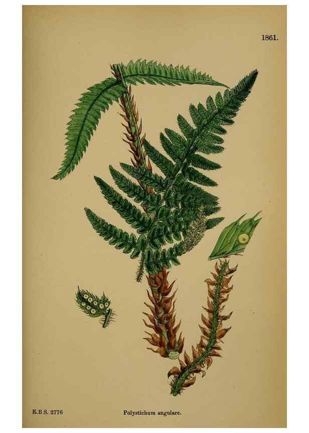 Reproducción/Reproduction 48749986608: English botany, or, Coloured figures of British plants /. London :R. Hardwicke,1863-1886.. 