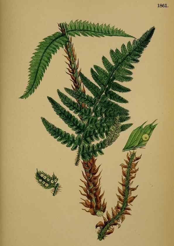 Reproducción/Reproduction 48749986608: English botany, or, Coloured figures of British plants /. London :R. Hardwicke,1863-1886.. 