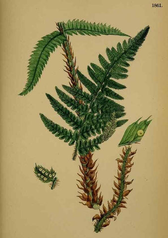 Reproducción/Reproduction 48749986608: English botany, or, Coloured figures of British plants /. London :R. Hardwicke,1863-1886.. 