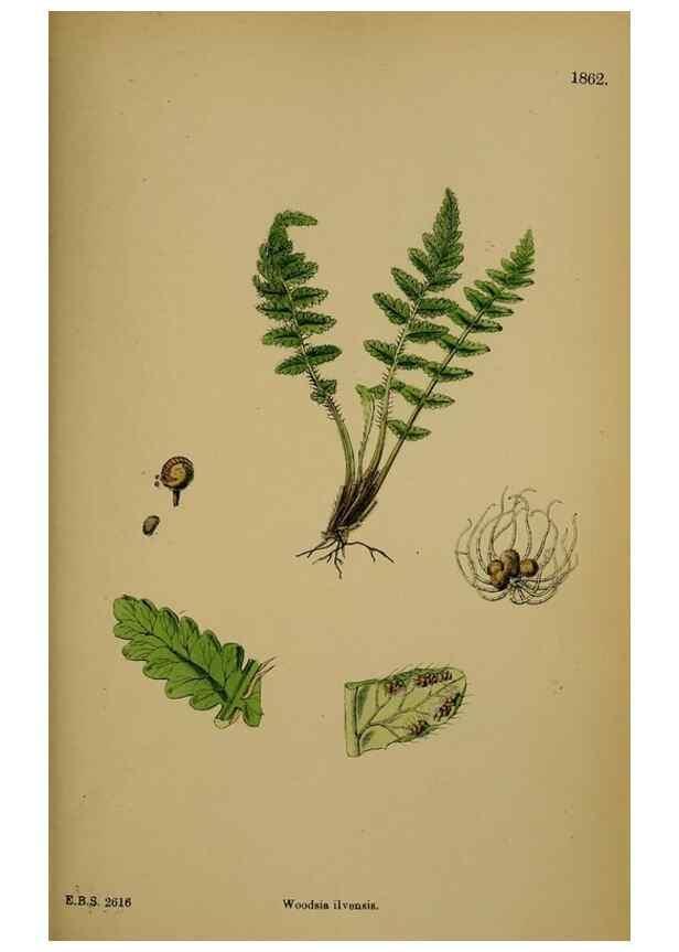Reproducción/Reproduction 48750502527: English botany, or, Coloured figures of British plants /. London :R. Hardwicke,1863-1886.. 