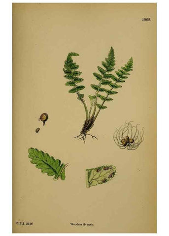 Reproducción/Reproduction 48750502527: English botany, or, Coloured figures of British plants /. London :R. Hardwicke,1863-1886.. 