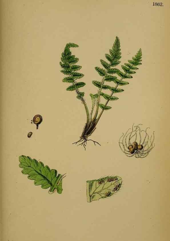 Reproducción/Reproduction 48750502527: English botany, or, Coloured figures of British plants /. London :R. Hardwicke,1863-1886.. 