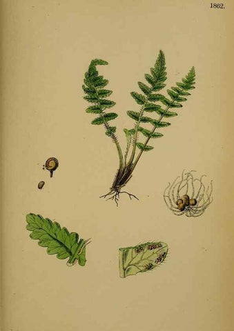 Reproducción/Reproduction 48750502527: English botany, or, Coloured figures of British plants /. London :R. Hardwicke,1863-1886.. 